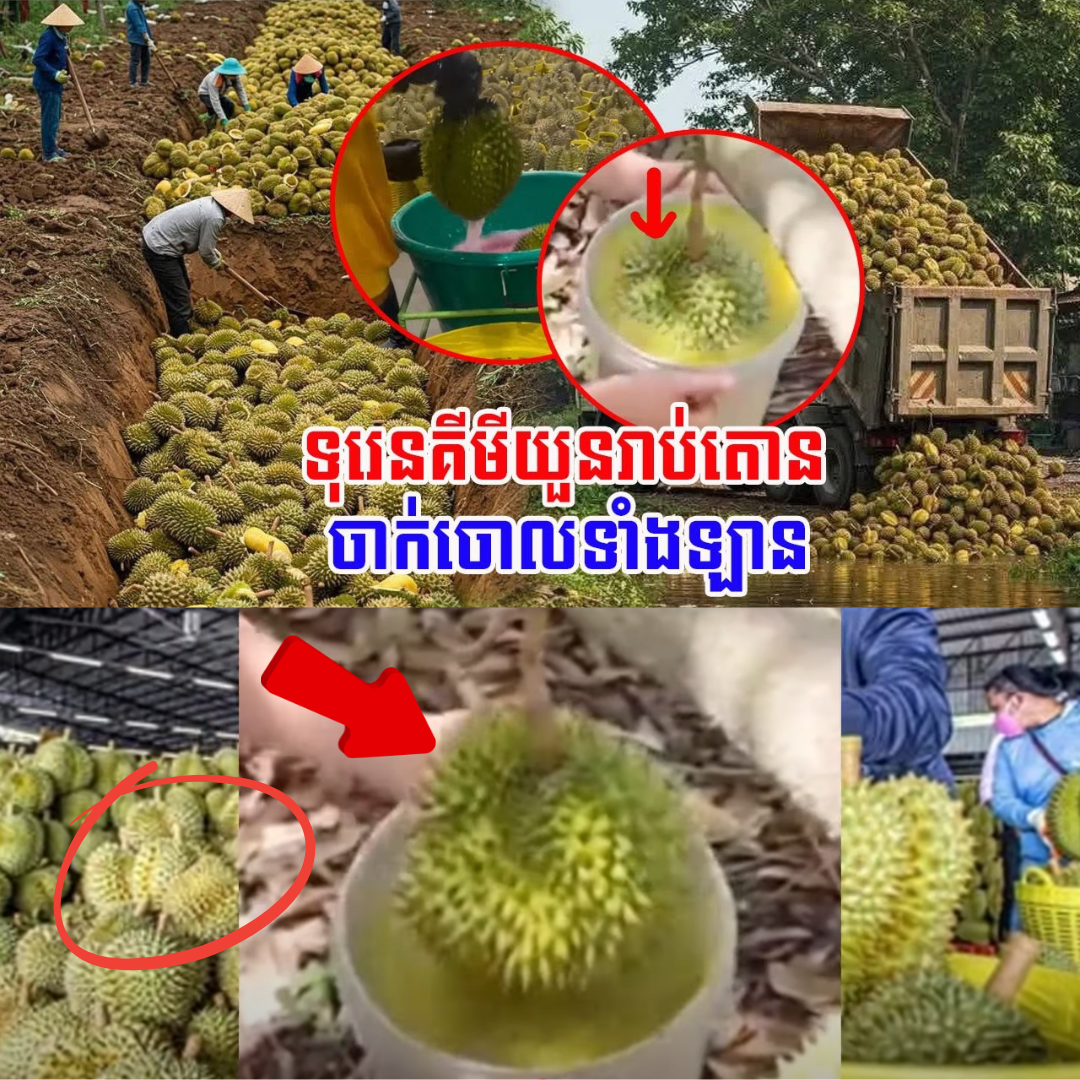 ចិនរឹតបន្តឹង! ឈ្មួញយួនរកស៊ីគំនិតខូច ខាតបង់ធ្ងន់.ក ចាក់​ចោលទុរេនដាក់ថ្នាំទាំងឡាន (មានវីដេអូ)